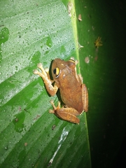 Rhacophorus margaritifer