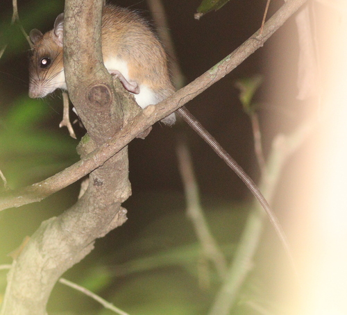 Indian Long-tailed Tree Mouse