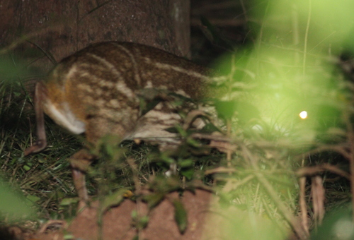 White-spotted Chevrotain