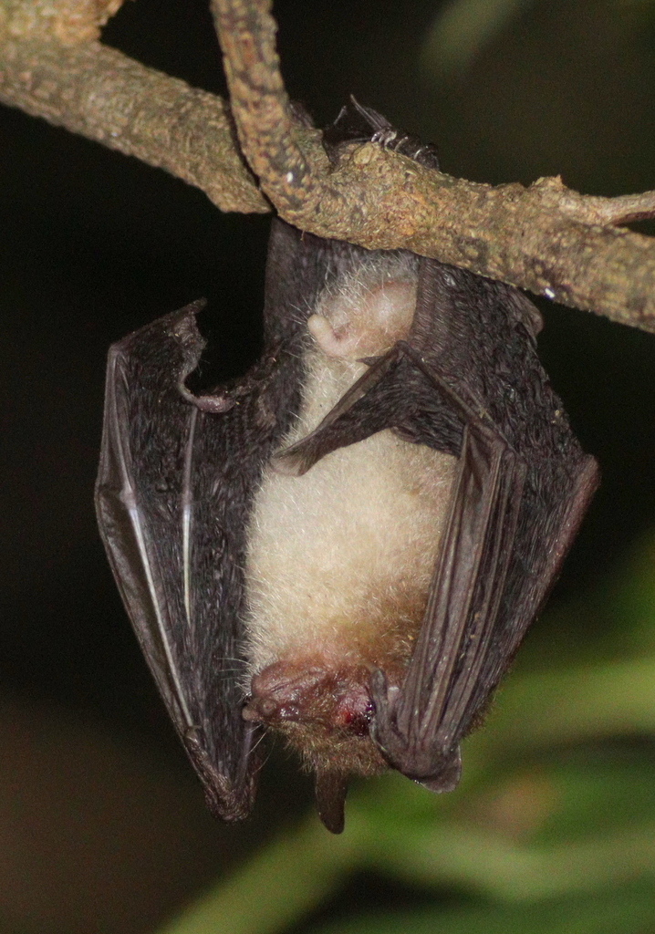 Round-eared Tube-nosed Bat