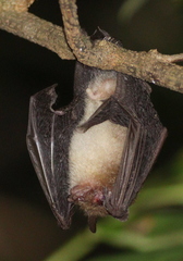 Round-Eared Tube-Nosed Bat photo 2