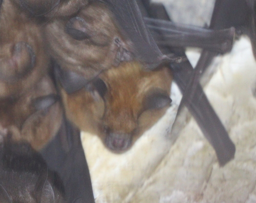 Schneider's Leaf-nosed Bat