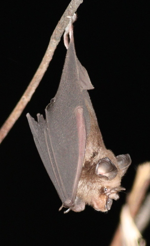 Indian Rufous Horseshoe Bat