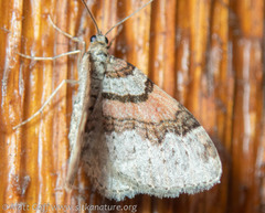 Xanthorhoe labradorensis