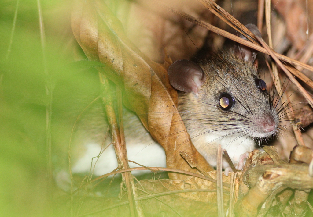 Common Metad