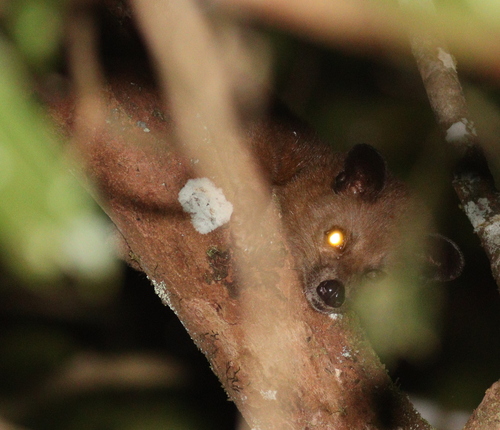 Golden Palm Civet
