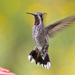 Plain-capped Starthroat - Photo (c) Greg Lasley, some rights reserved (CC BY-NC), uploaded by Greg Lasley