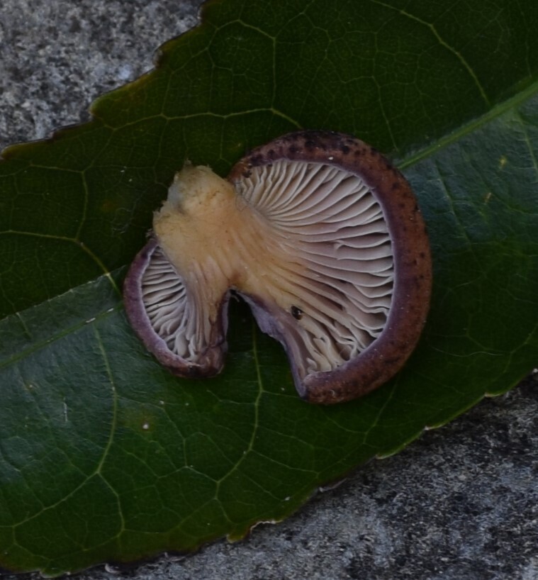 Panus purpuratus · March 2025 · photo: © davidwhyte (iNaturalist, cc-by-sa)