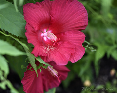 Hibiscus coccineus