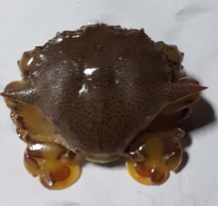 Matuta victor