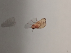 Diptera