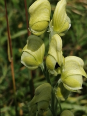 Aconitum anthora