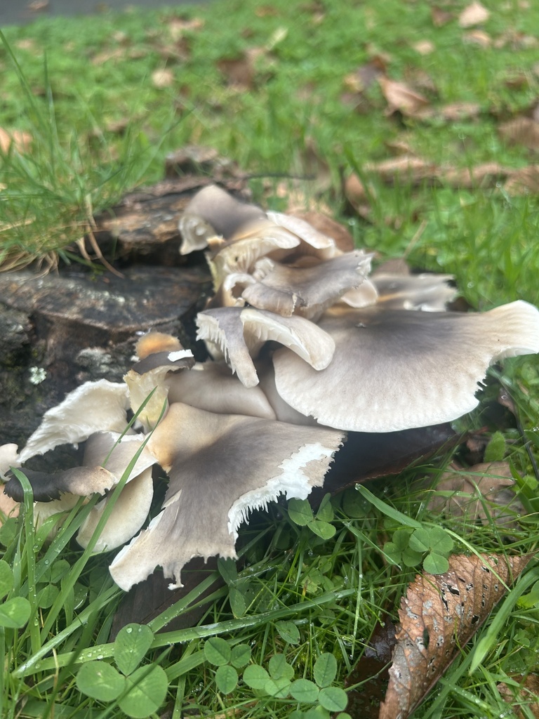 Omphalotus nidiformis · March 2025 · photo: © harley_hatzimihail (iNaturalist, cc0)