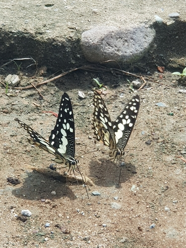 Papilio demoleus