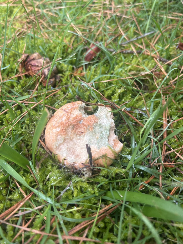 Lactarius deliciosus · March 2025 · photo: © harley_hatzimihail (iNaturalist, cc0)