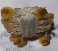 Matuta victor