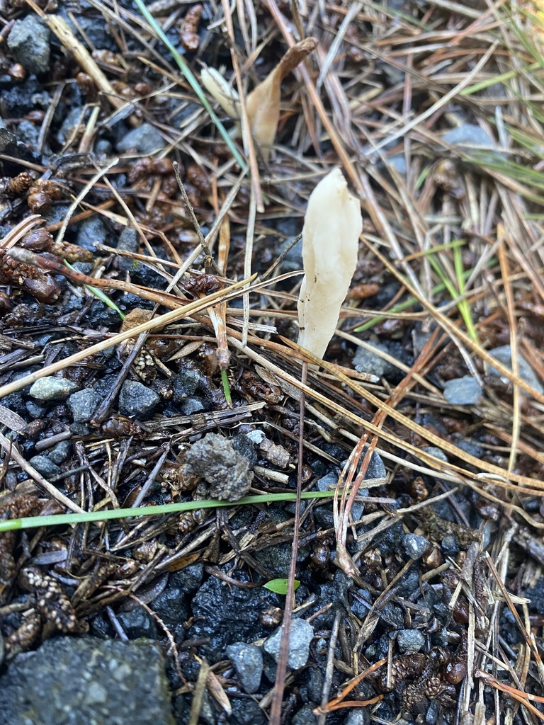 Clavulina rugosa · March 2025 · photo: © caitlin_anderson1 (iNaturalist, cc-by)