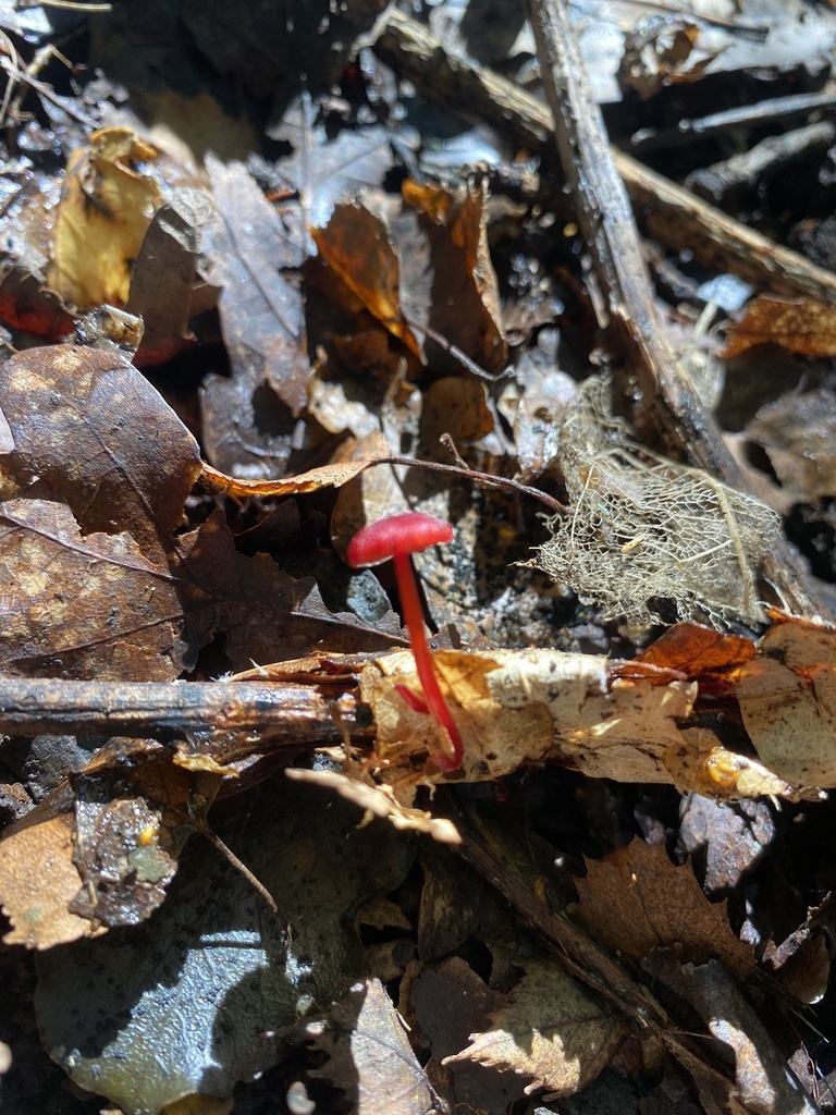 Cruentomycena viscidocruenta · March 2025 · photo: © caitlin_anderson1 (iNaturalist, cc-by)