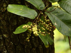 Bridelia retusa