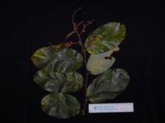 Bridelia retusa