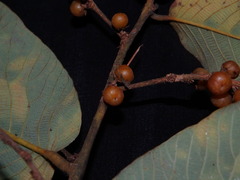 Bridelia retusa