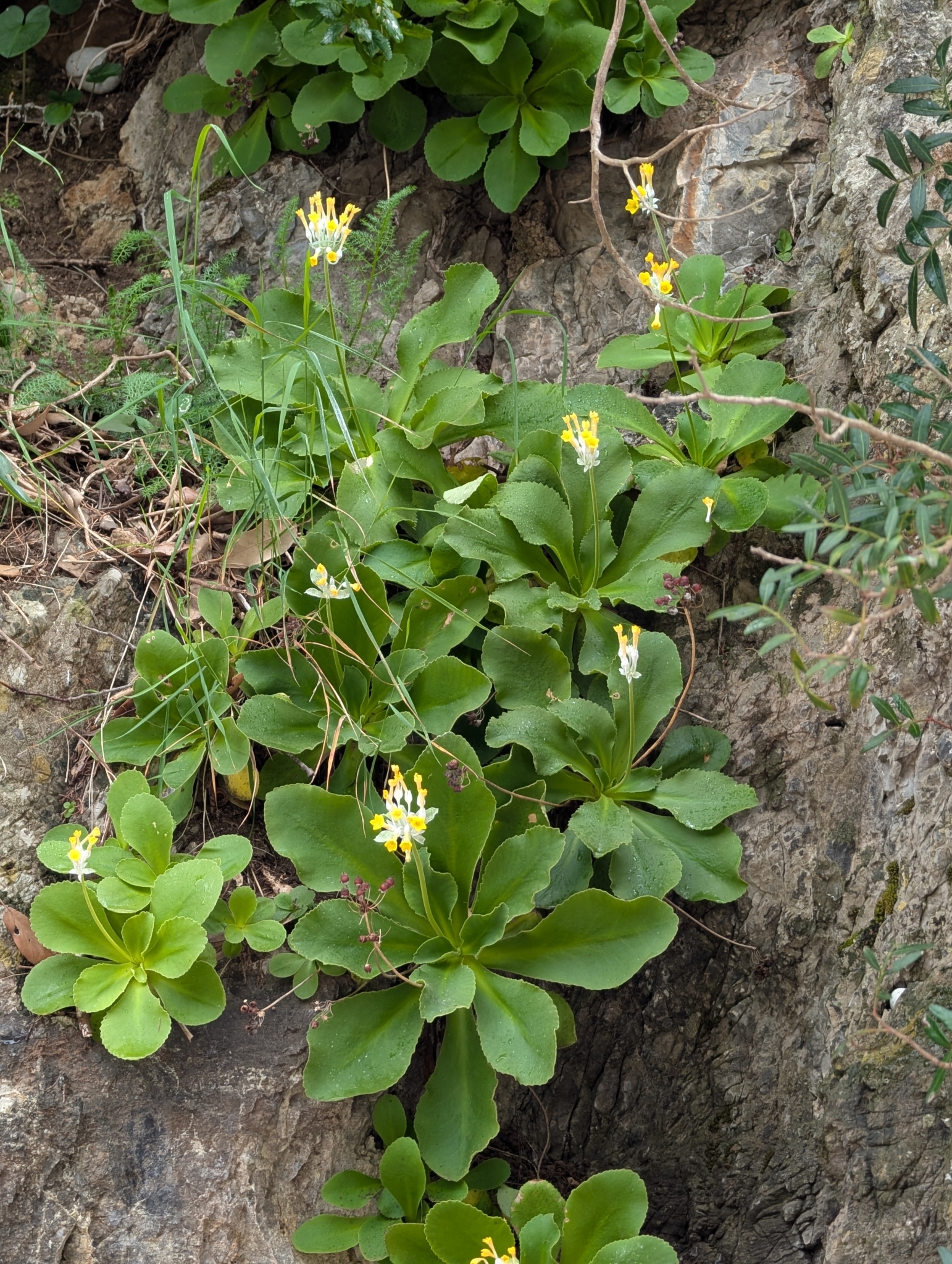 Imagem de Primavera