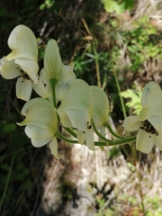 Aconitum anthora