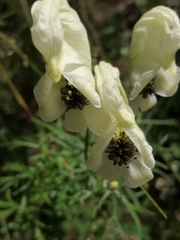 Aconitum anthora