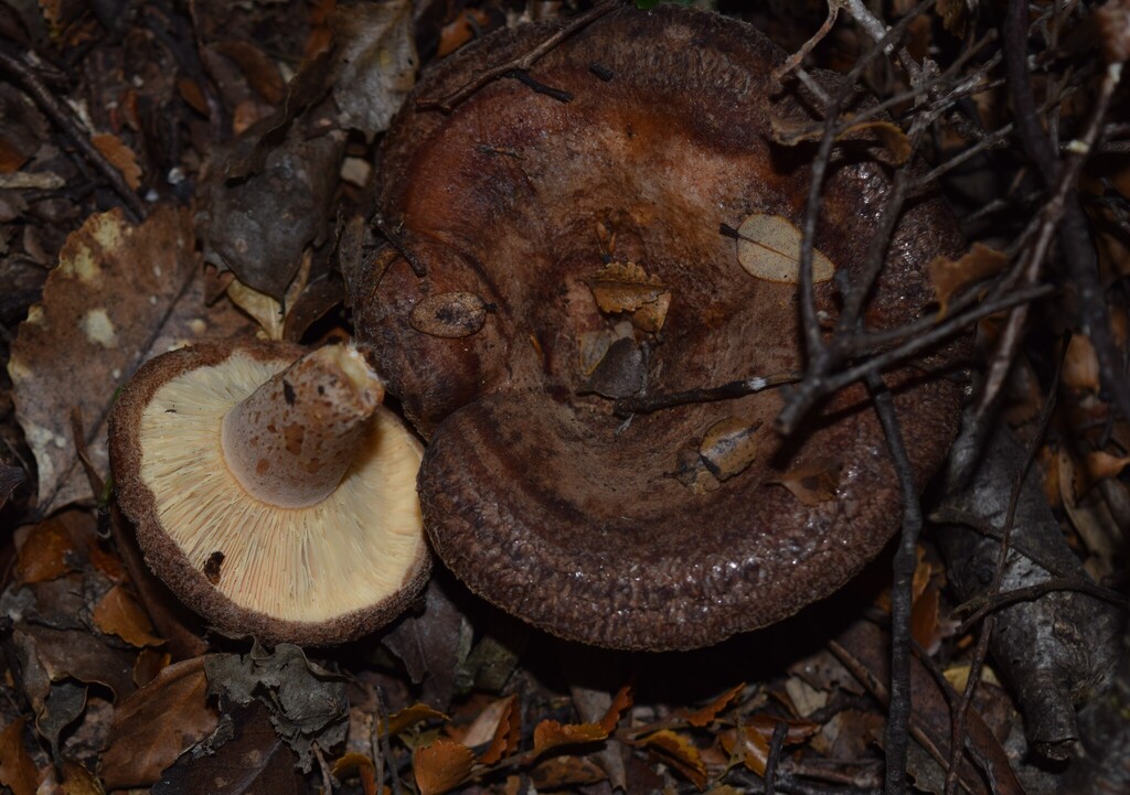 Lactarius tawai · March 2025 · photo: © davidwhyte (iNaturalist, cc-by-sa)