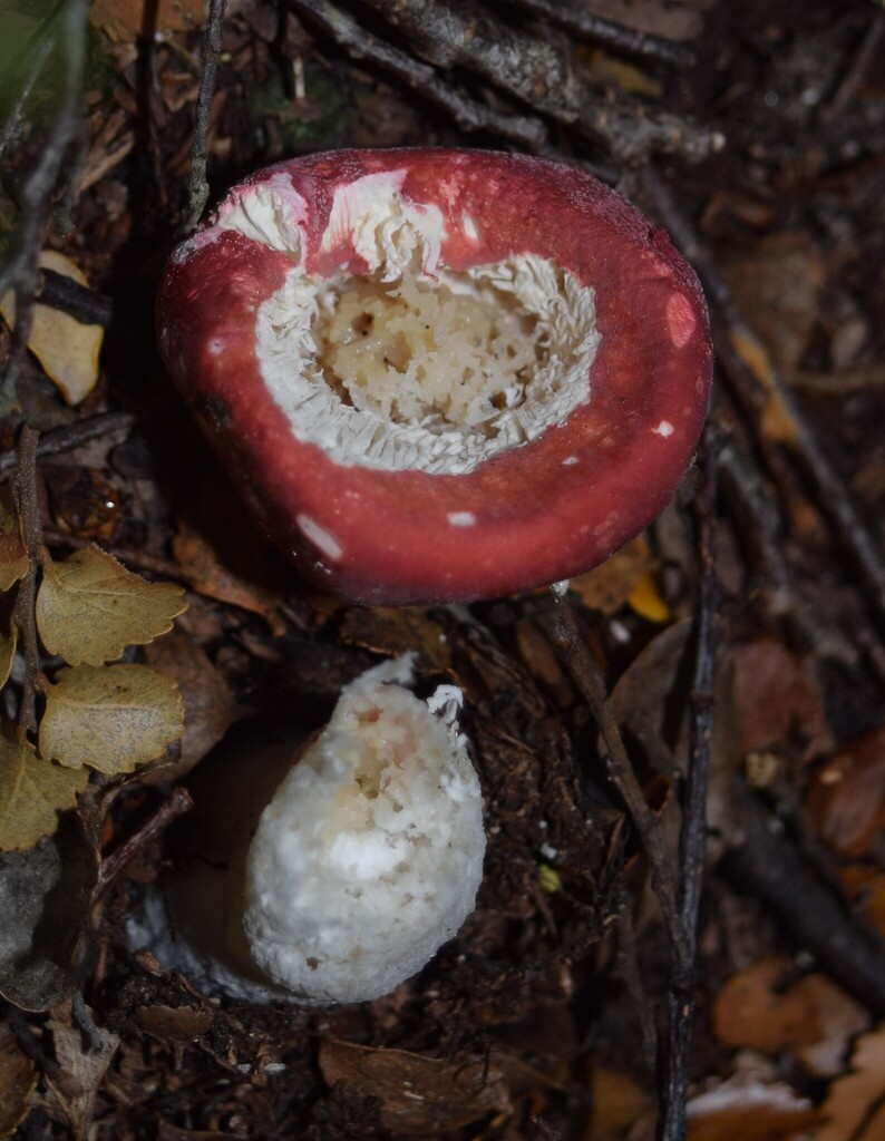 Russula kermesina · March 2025 · photo: © davidwhyte (iNaturalist, cc-by-sa)
