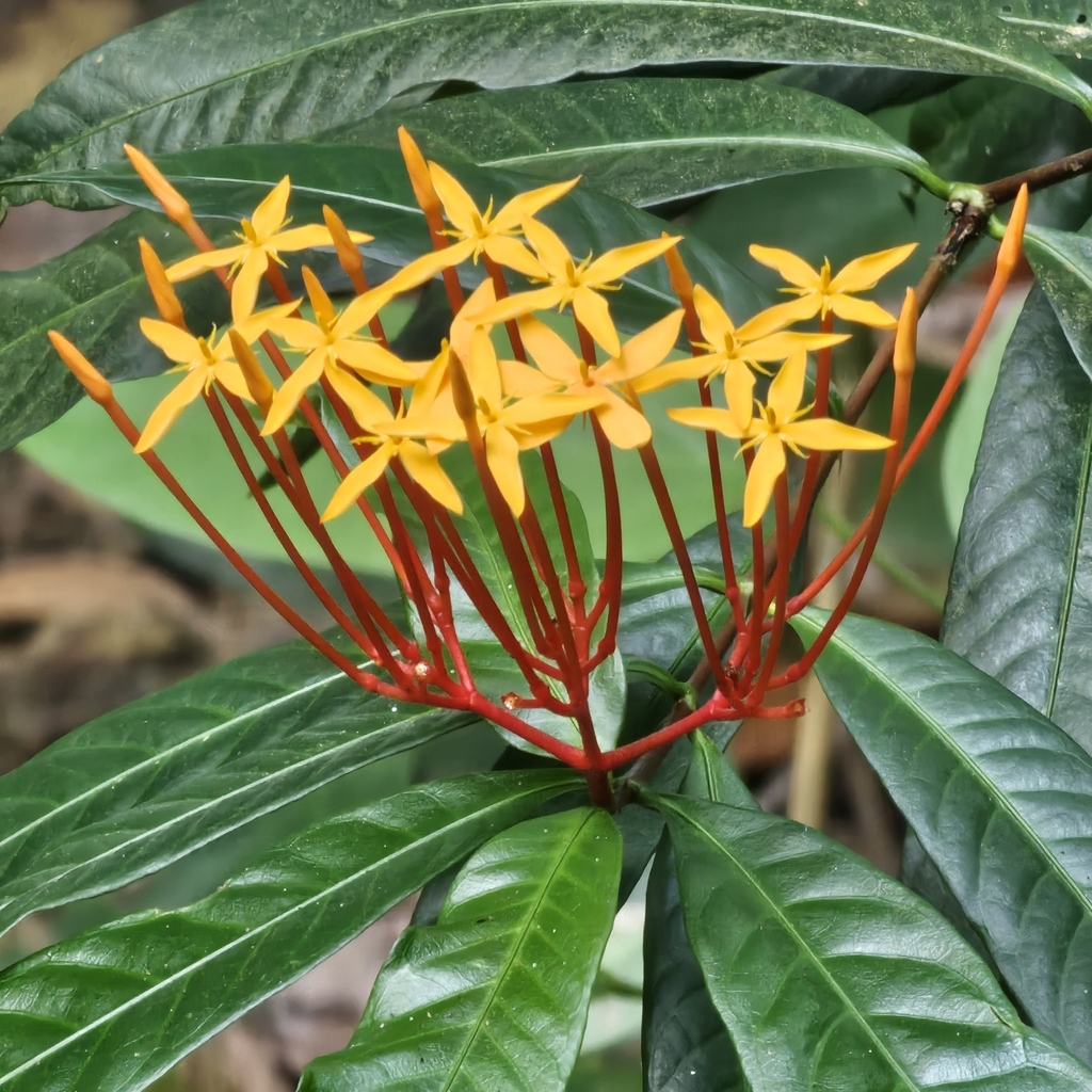Ixora lobbii (Ixora lobbii)