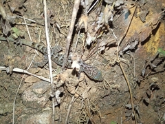 Cyrtodactylus marmoratus