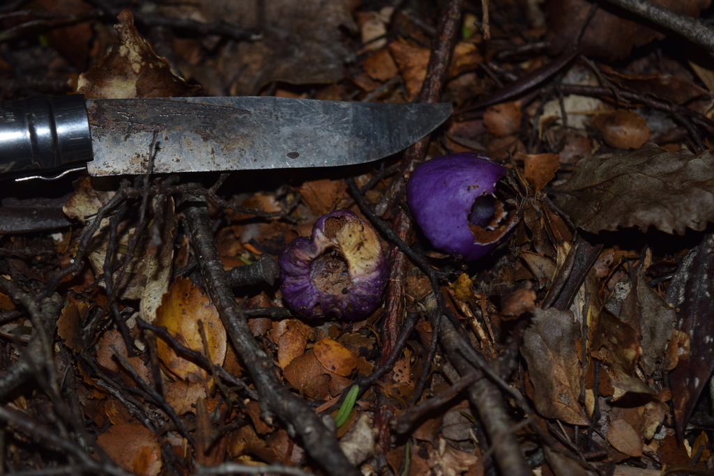 Cortinarius violaceovolvatus viola · March 2025 · photo: © davidwhyte (iNaturalist, cc-by-sa)