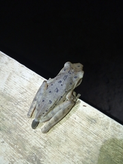 Polypedates leucomystax