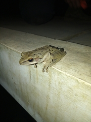 Polypedates leucomystax