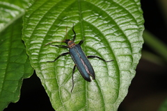 Prionoceridae