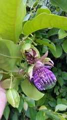 Passiflora laurifolia