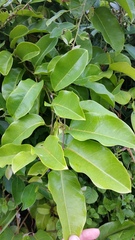 Passiflora laurifolia