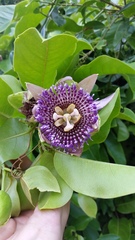 Passiflora laurifolia