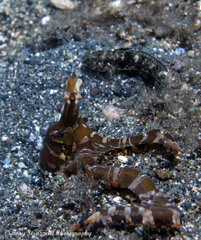 Wunderpus photogenicus