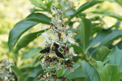Xylocopa flavonigrescens
