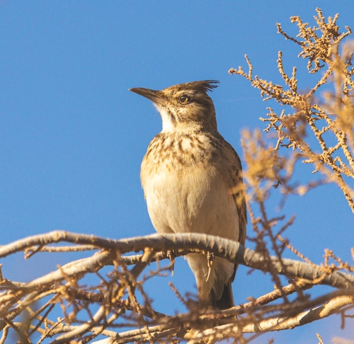 Galerida cristata macrorhyncha