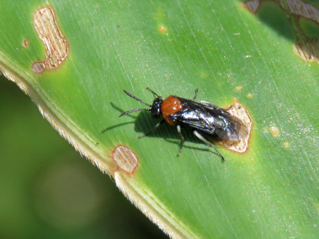 Moricella