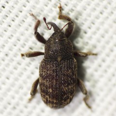 Zascelis irrorata