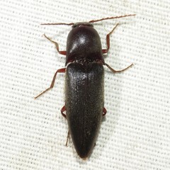 Diplostethus opacicollis