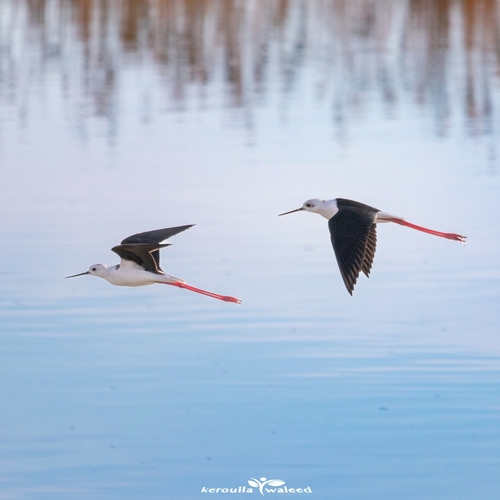 Black-winged Stilt