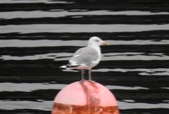 Larus argentatus