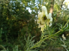 Aconitum anthora