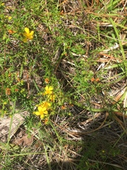 Hypericum brachyphyllum