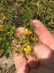Hypericum brachyphyllum